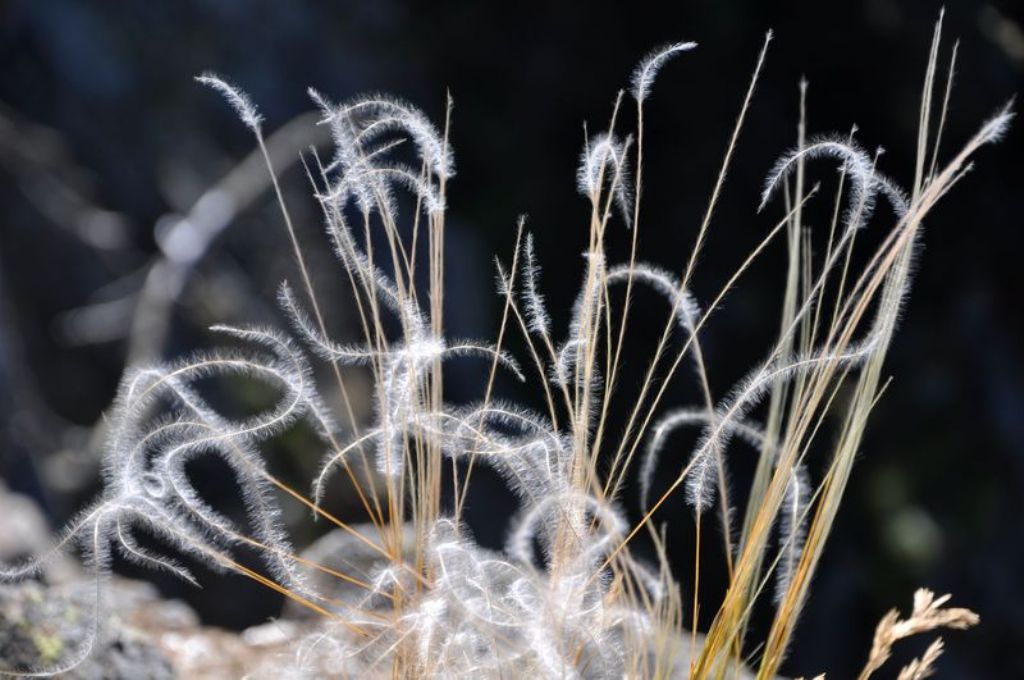 Fiore di montagna - No, Stipa sp.
